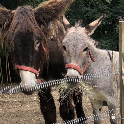 Hoofdfoto dieren