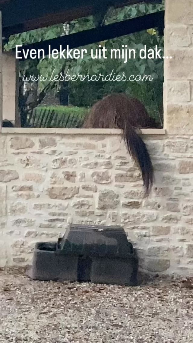 Genieten van leuke huisjes en gezellige dieren in een streek met ontelbare bezienswaardigheden. Via  contact@lesbernardies.com kunnen er al opties worden genomen. Neem al een kijkje op www.lesbernardies.com